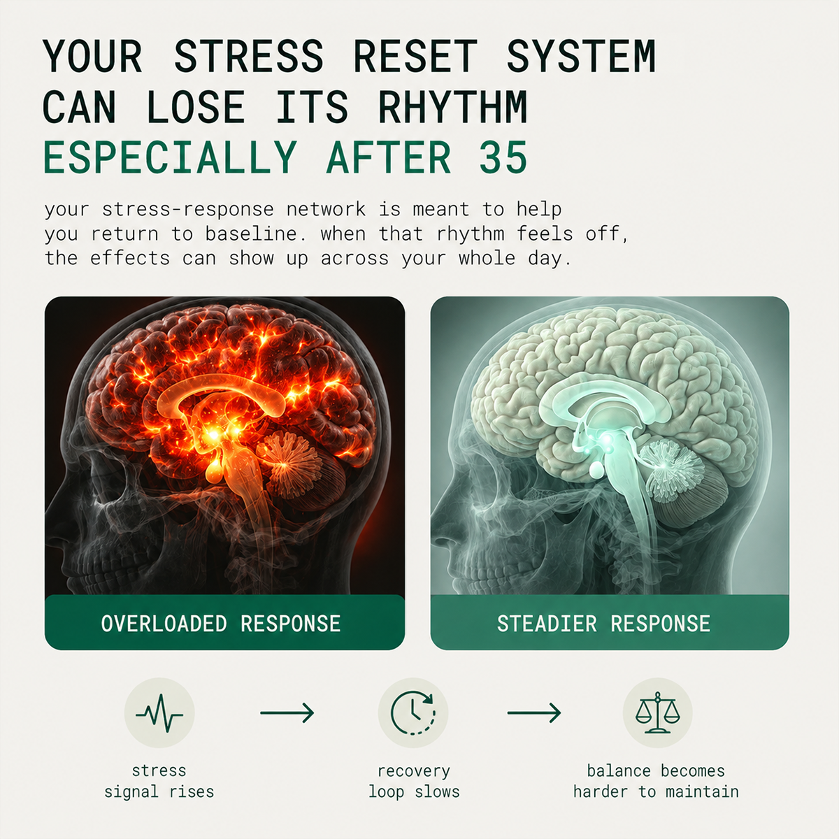Rhodiola Rosea 400mg Capsules